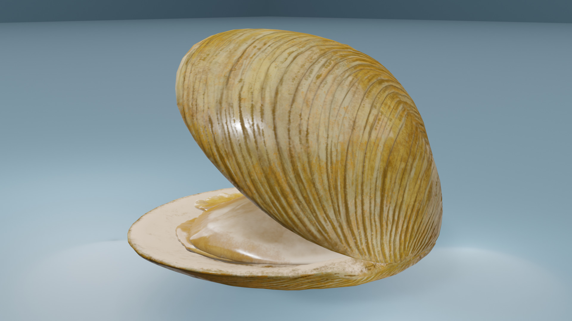 Clam in under sea  3D model_12