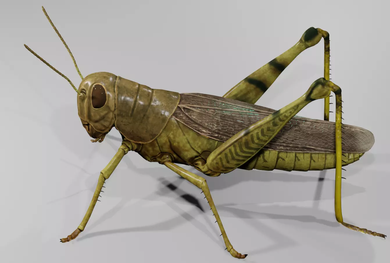 GrassHopper 3D model