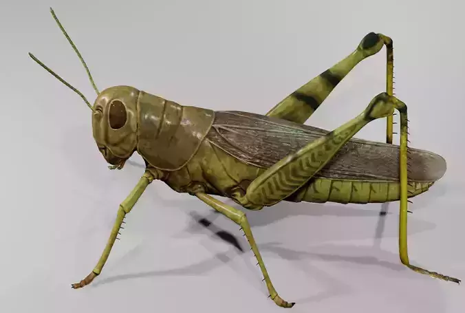 GrassHopper 