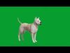 Dogo Argentino Dog Low-poly 3D model_2