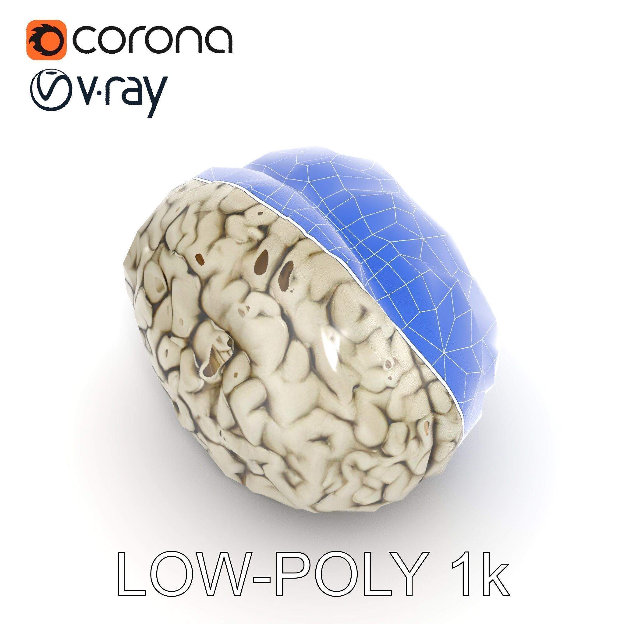 Realistic Human Brain D Model Pack Low-poly 3D model_12