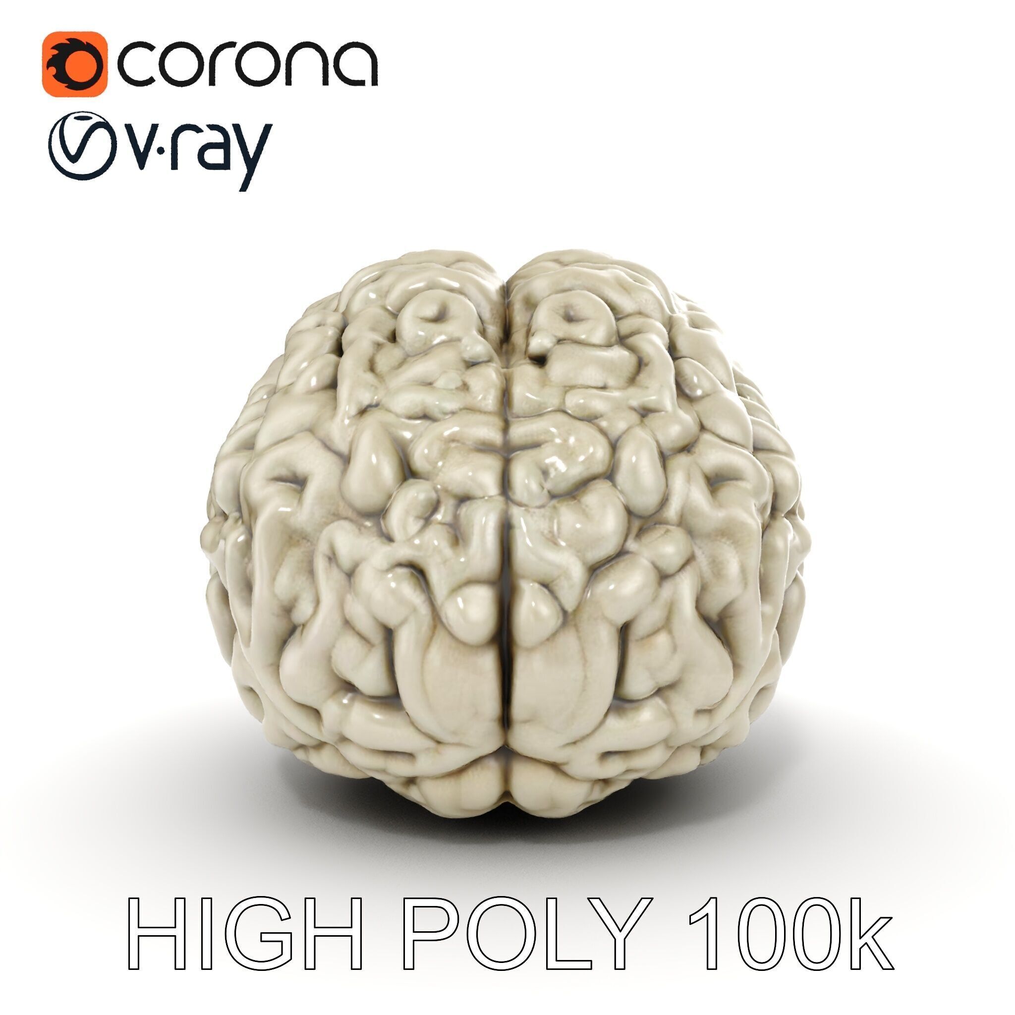 Realistic Human Brain D Model Pack Low-poly 3D model_13