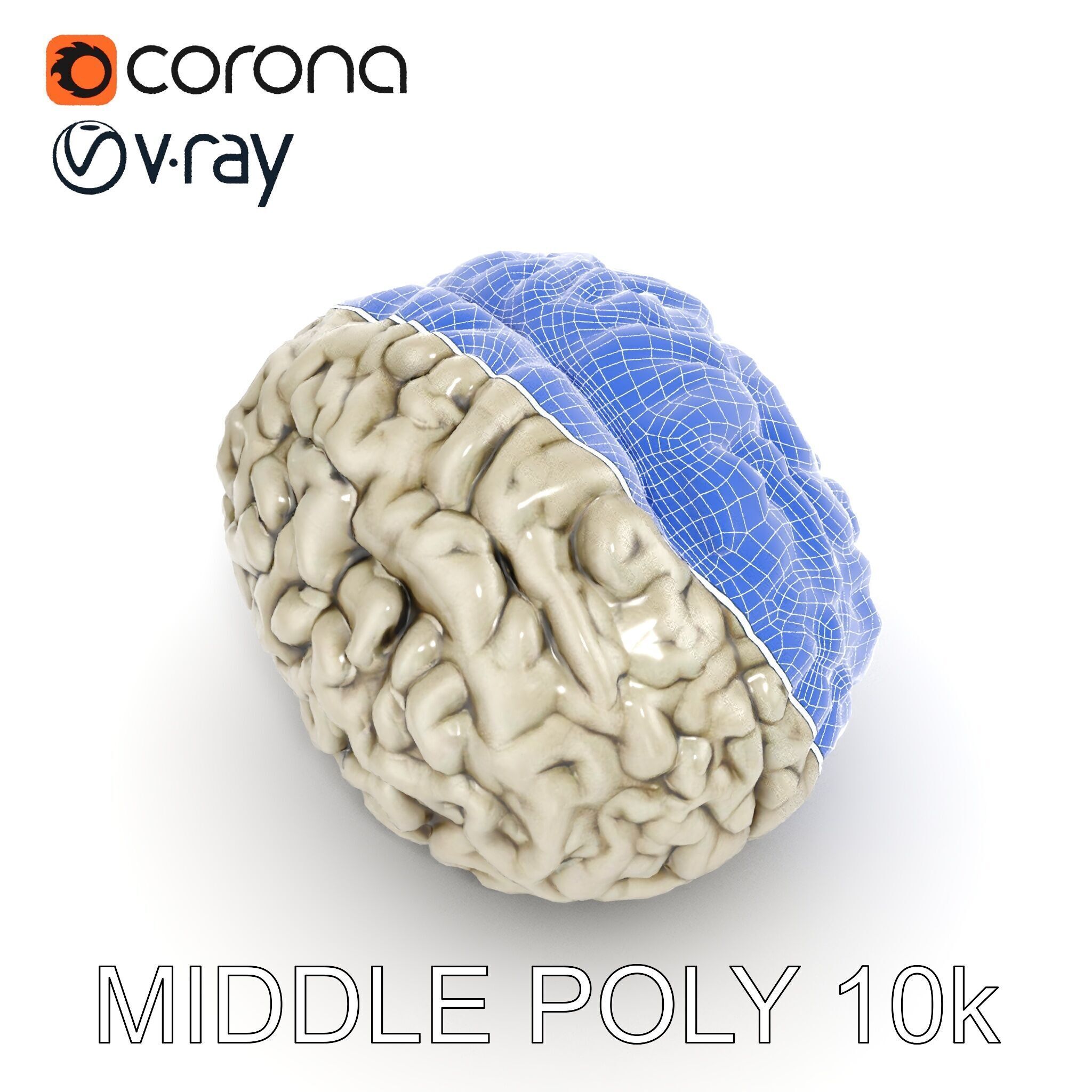 Realistic Human Brain D Model Pack Low-poly 3D model_27