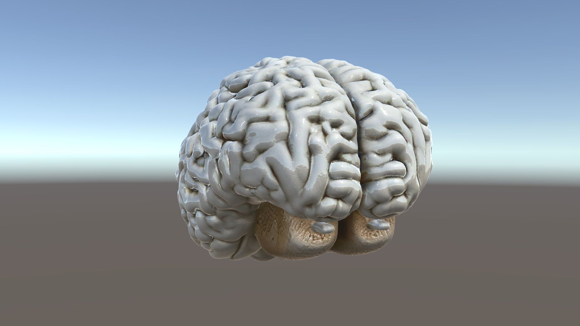 Realistic Human Brain D Model Pack Low-poly 3D model_5