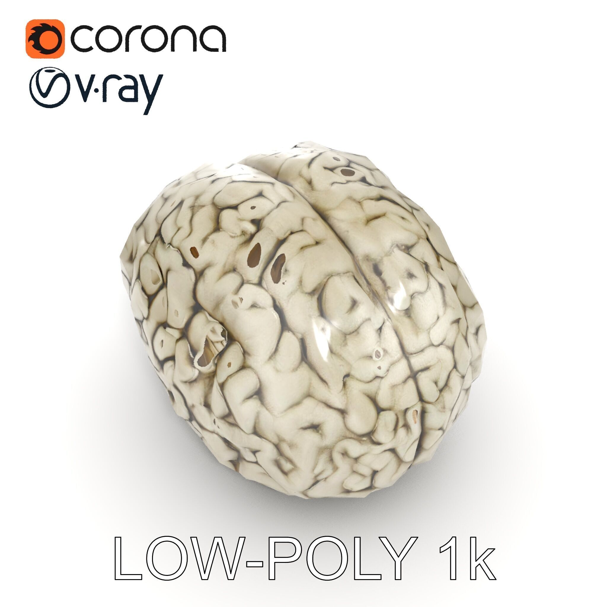 Realistic Human Brain D Model Pack Low-poly 3D model_28
