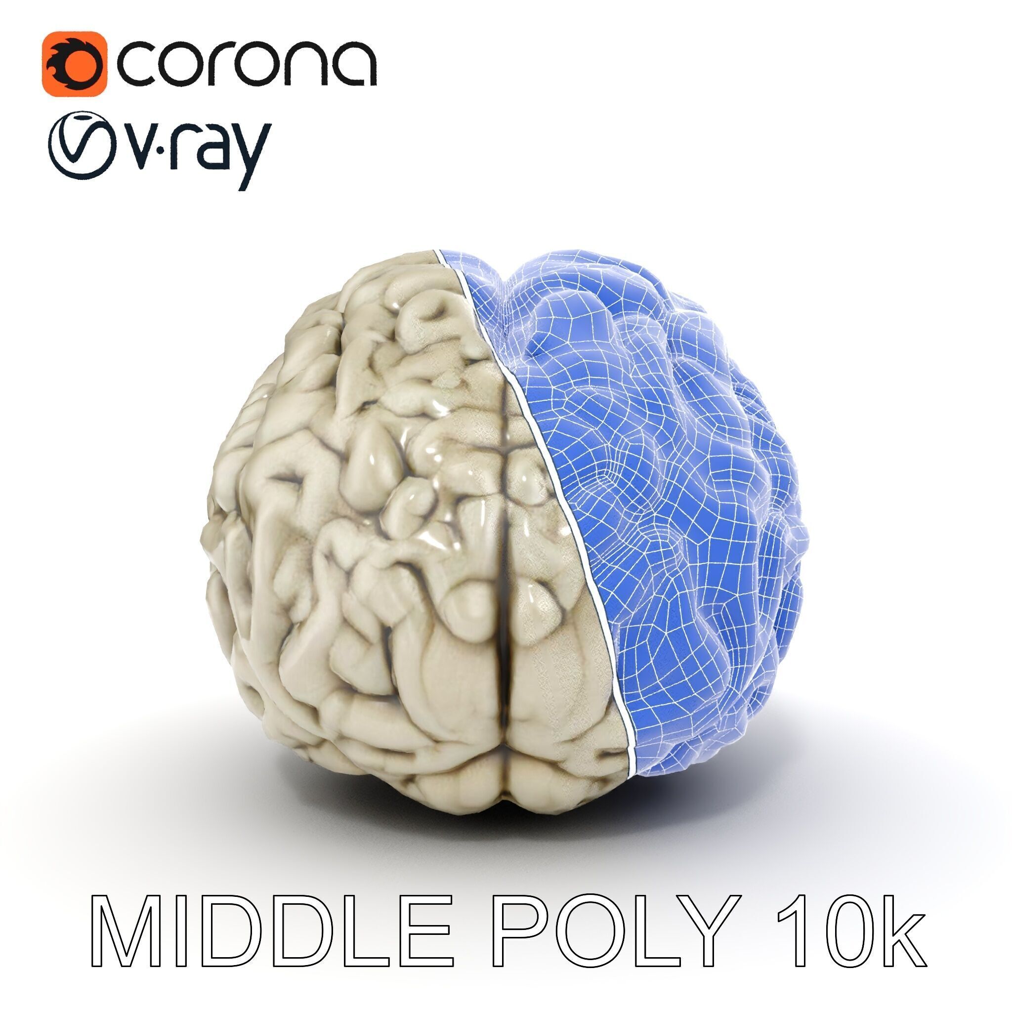 Realistic Human Brain D Model Pack Low-poly 3D model_30