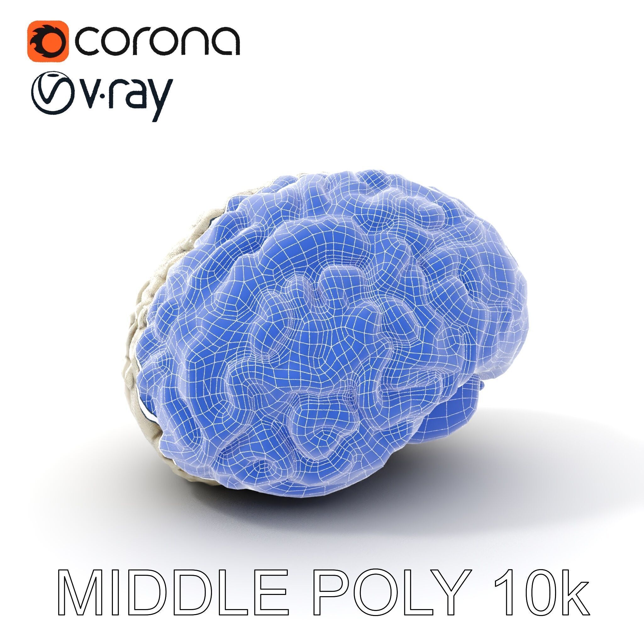 Realistic Human Brain D Model Pack Low-poly 3D model_16