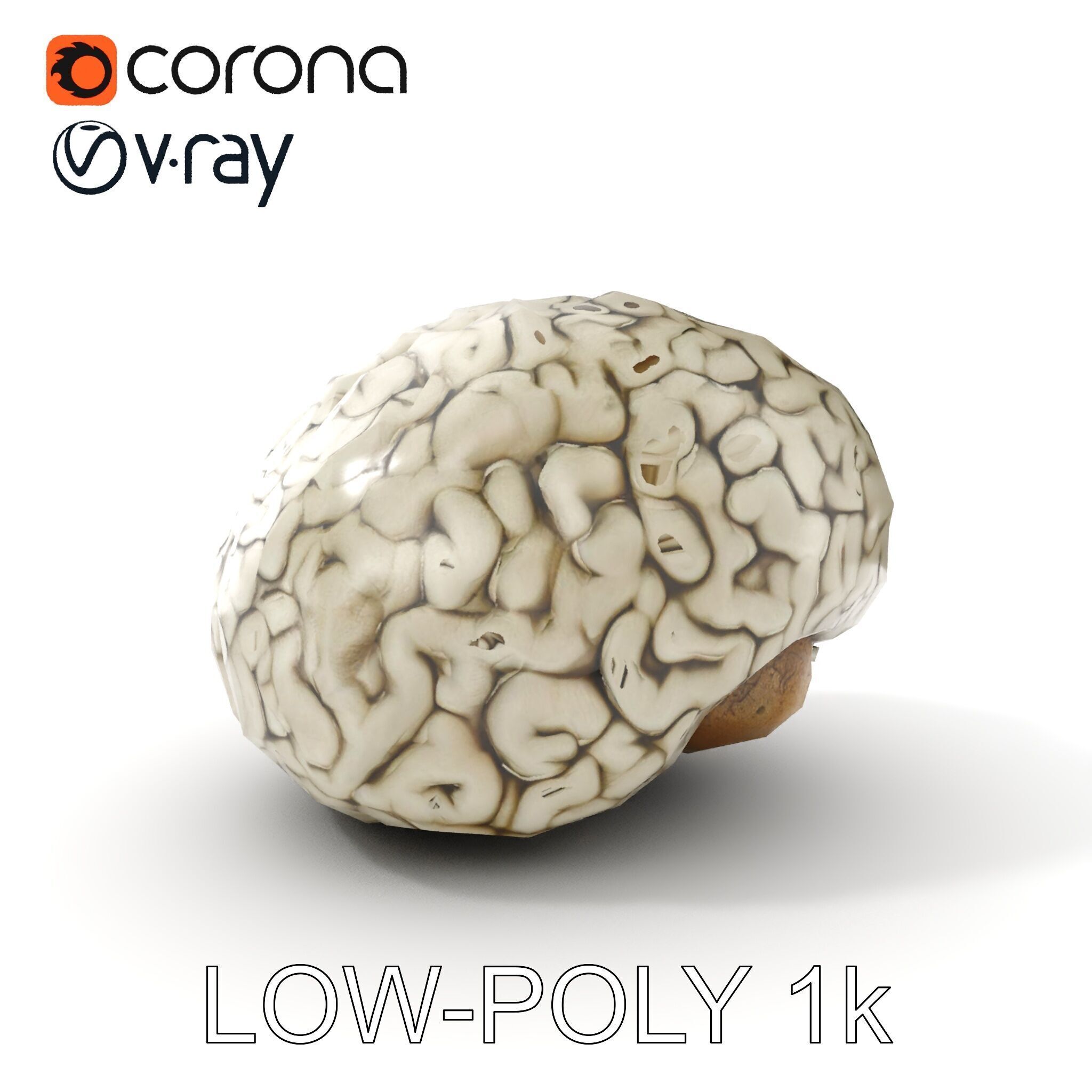 Realistic Human Brain D Model Pack Low-poly 3D model_7