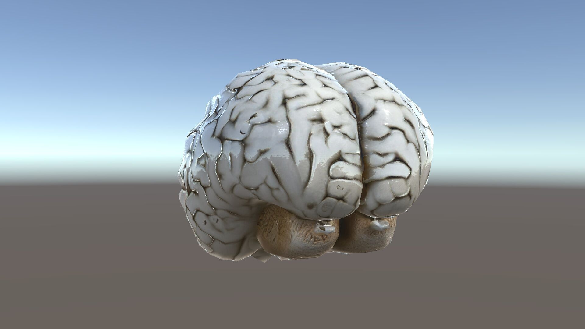 Realistic Human Brain D Model Pack Low-poly 3D model_34