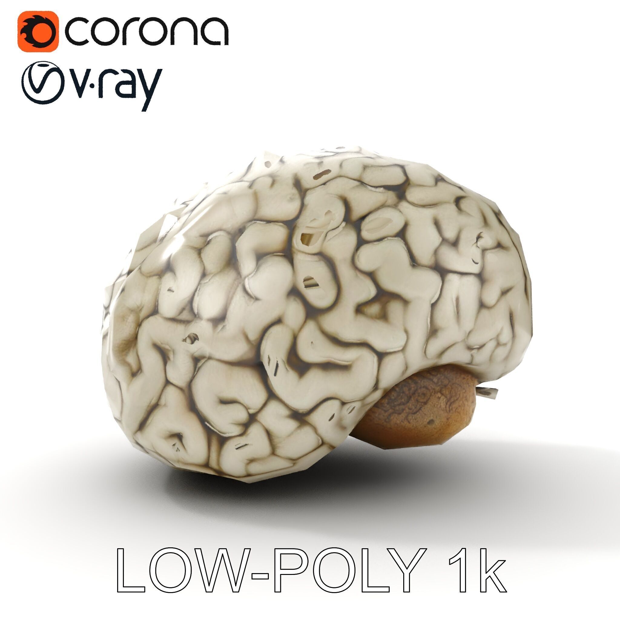Realistic Human Brain D Model Pack Low-poly 3D model_9