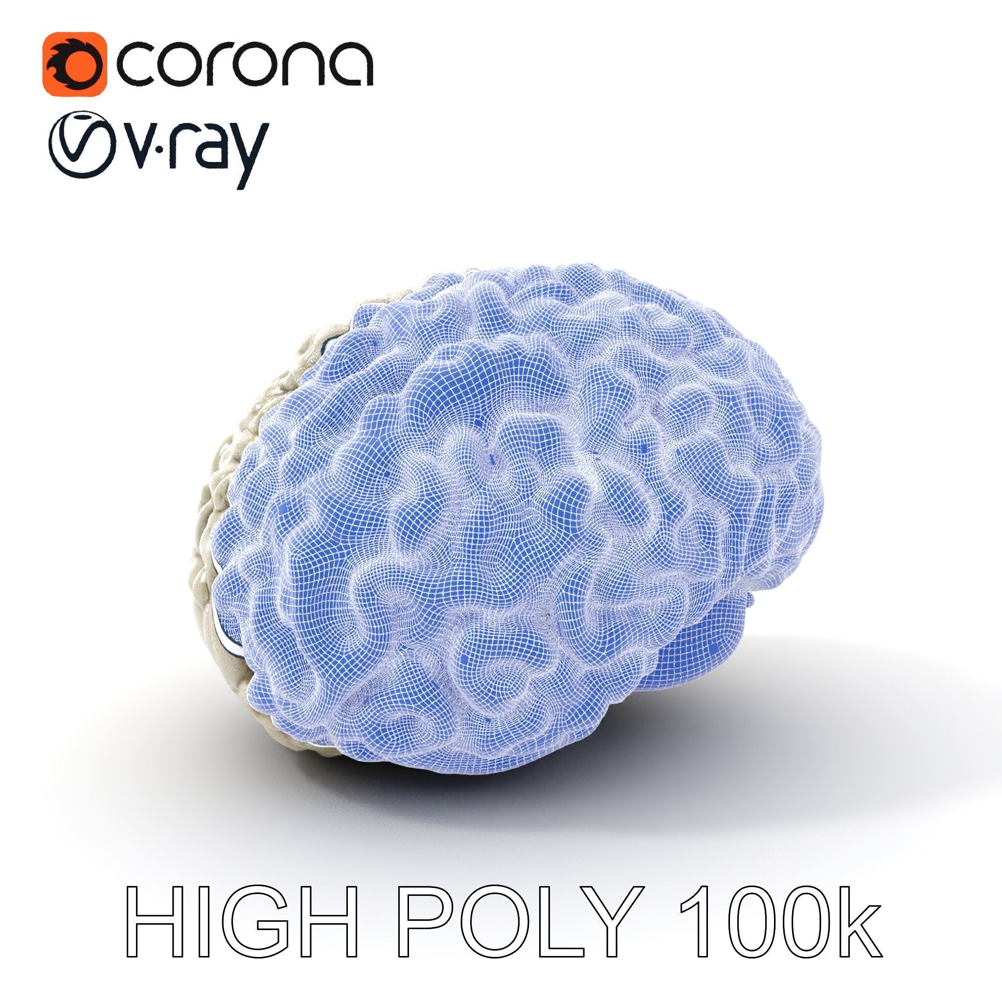 Realistic Human Brain D Model Pack Low-poly 3D model_4
