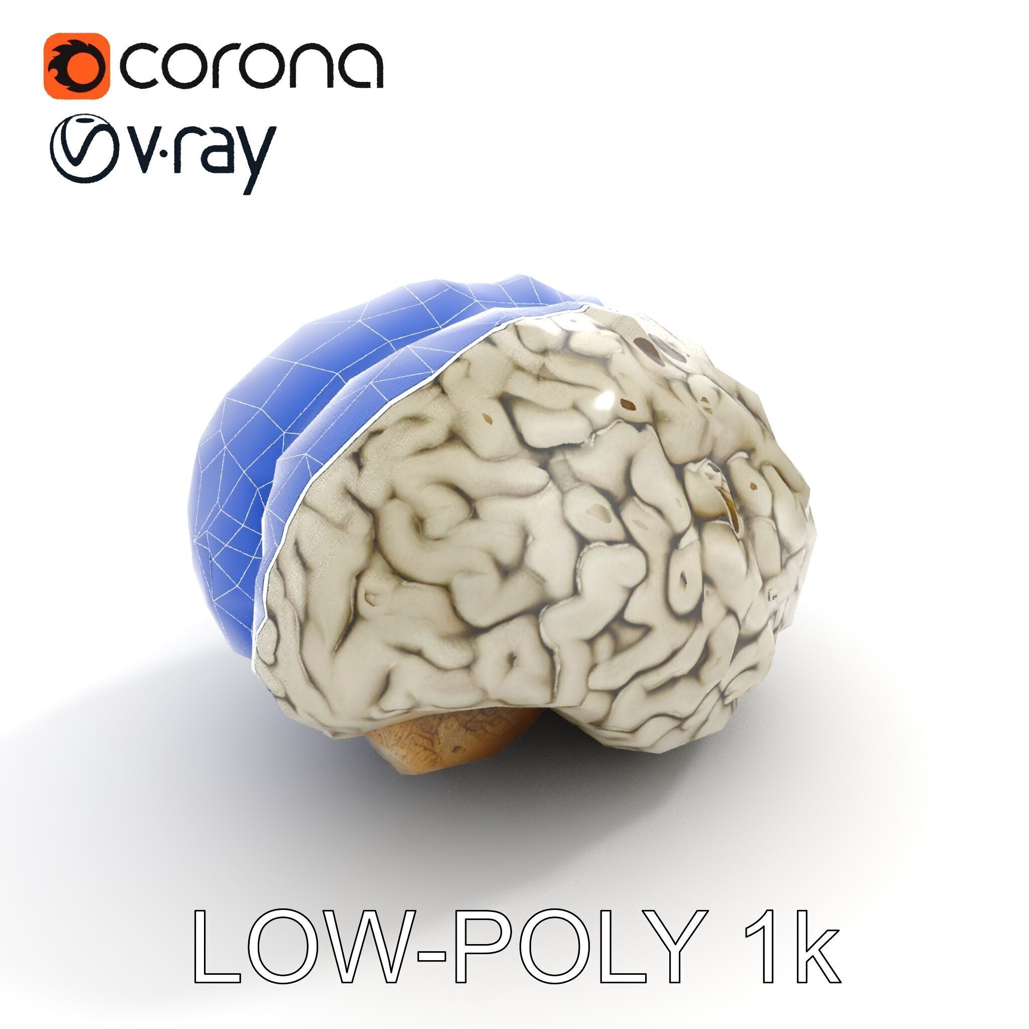 Realistic Human Brain D Model Pack Low-poly 3D model_25