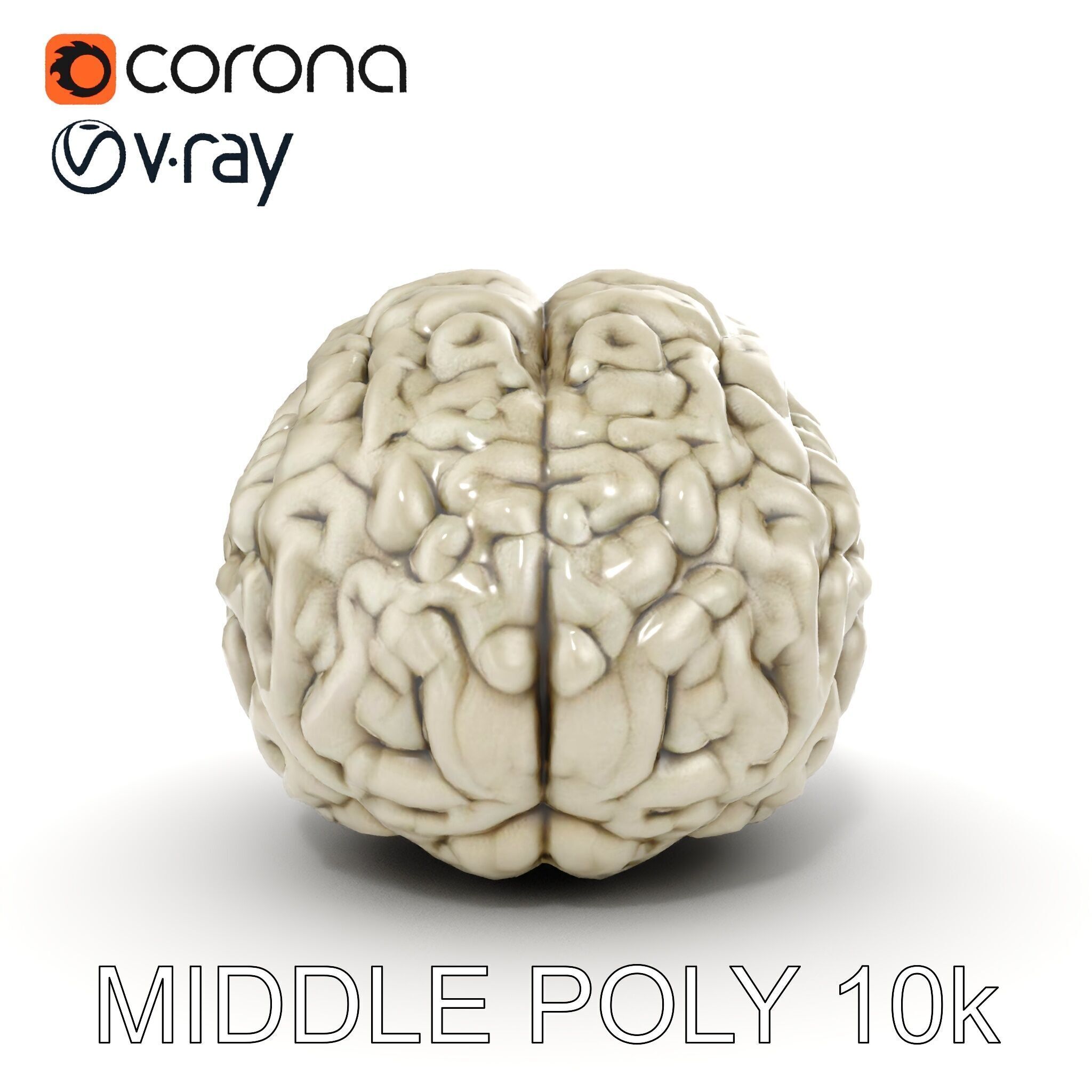 Realistic Human Brain D Model Pack Low-poly 3D model_11