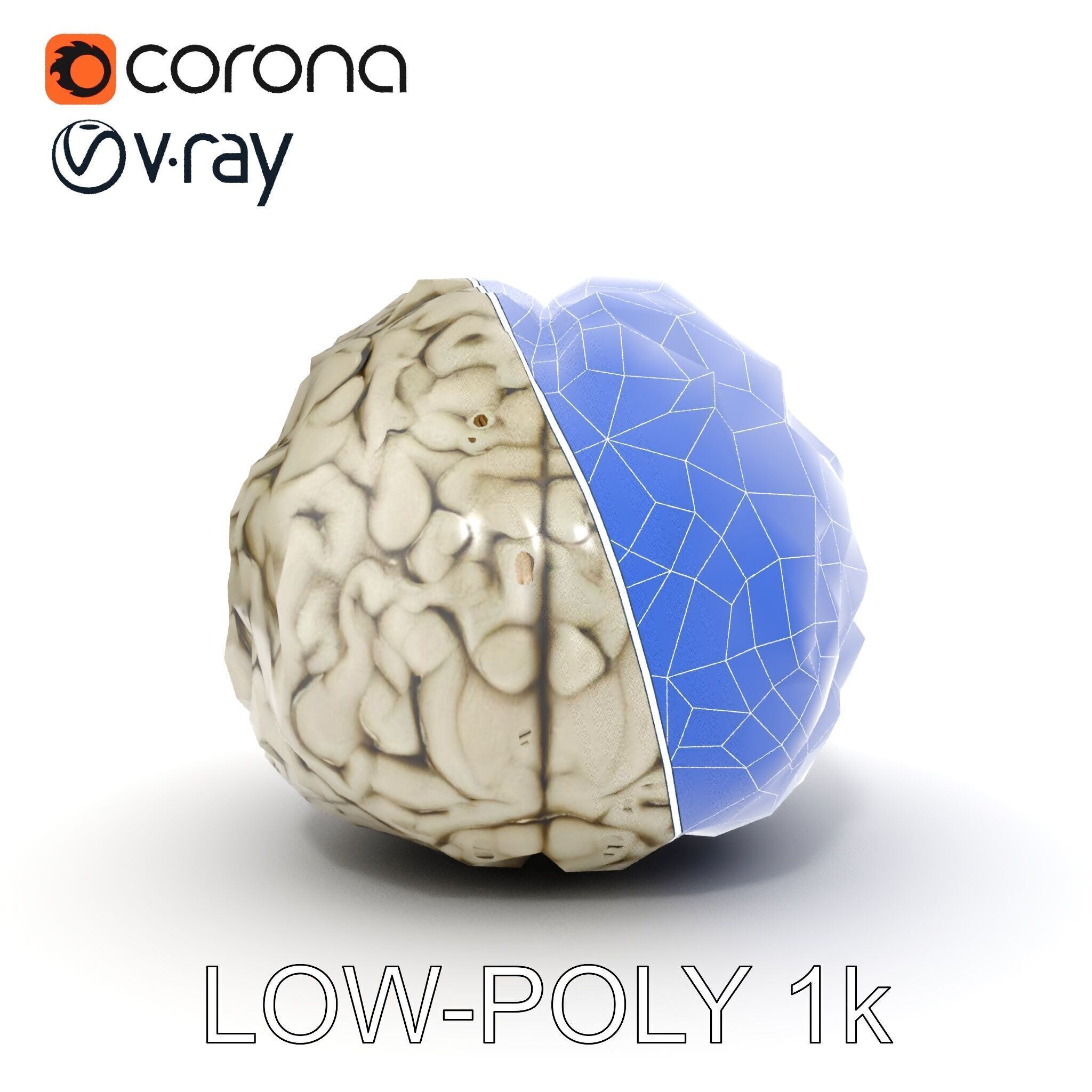 Realistic Human Brain D Model Pack Low-poly 3D model_31