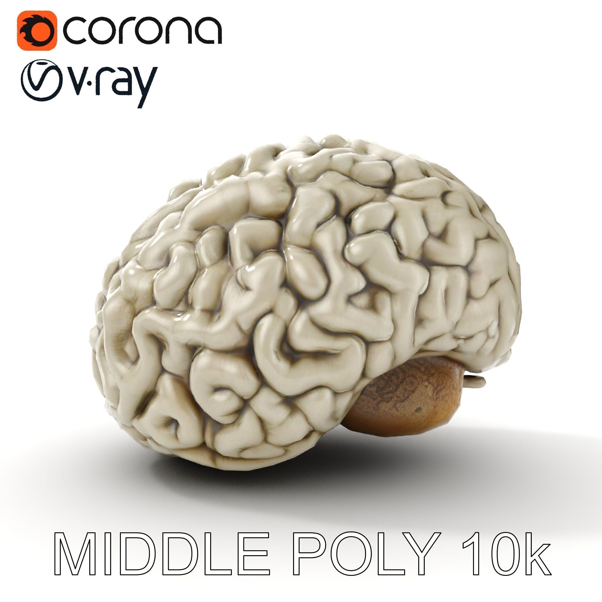 Realistic Human Brain D Model Pack Low-poly 3D model_8