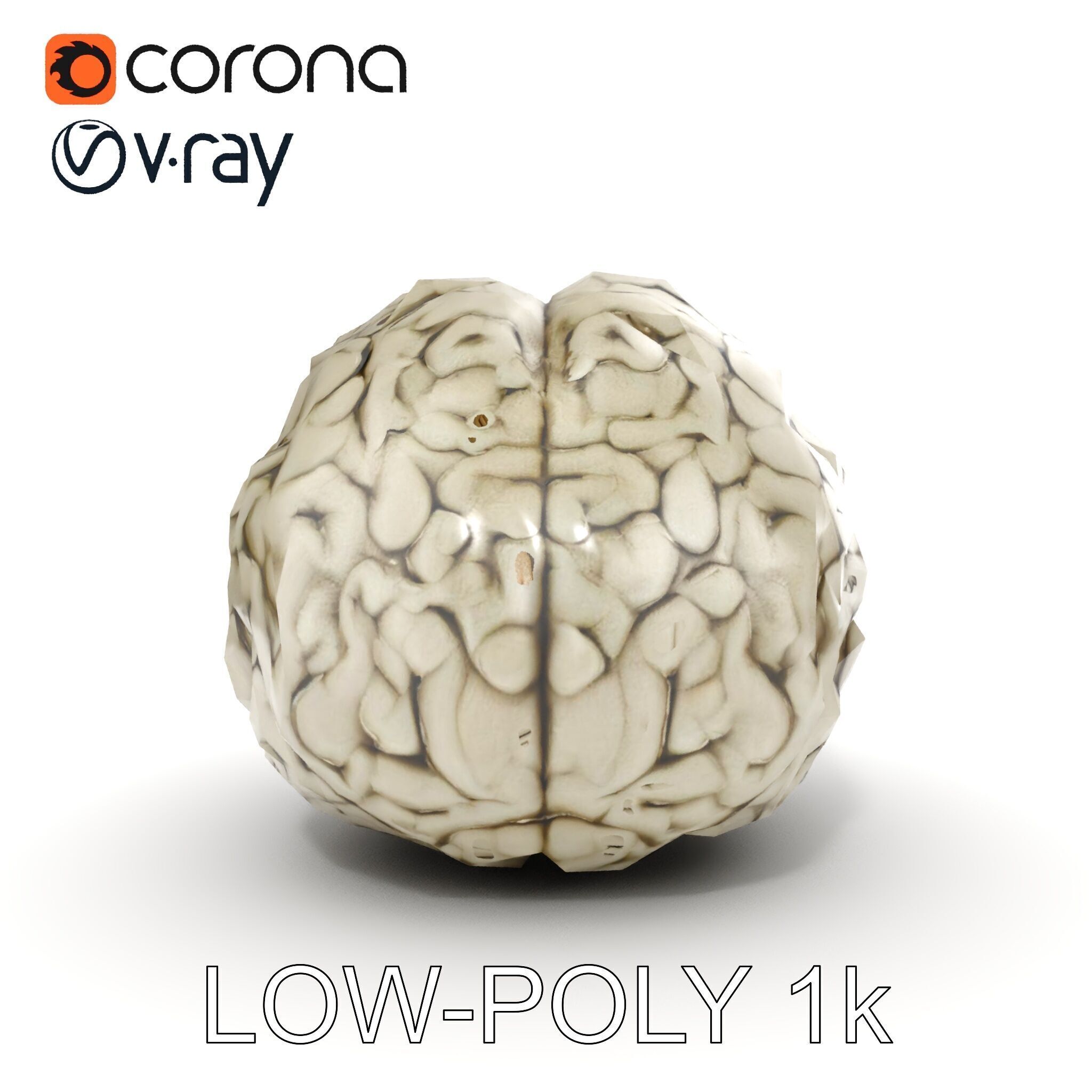 Realistic Human Brain D Model Pack Low-poly 3D model_23