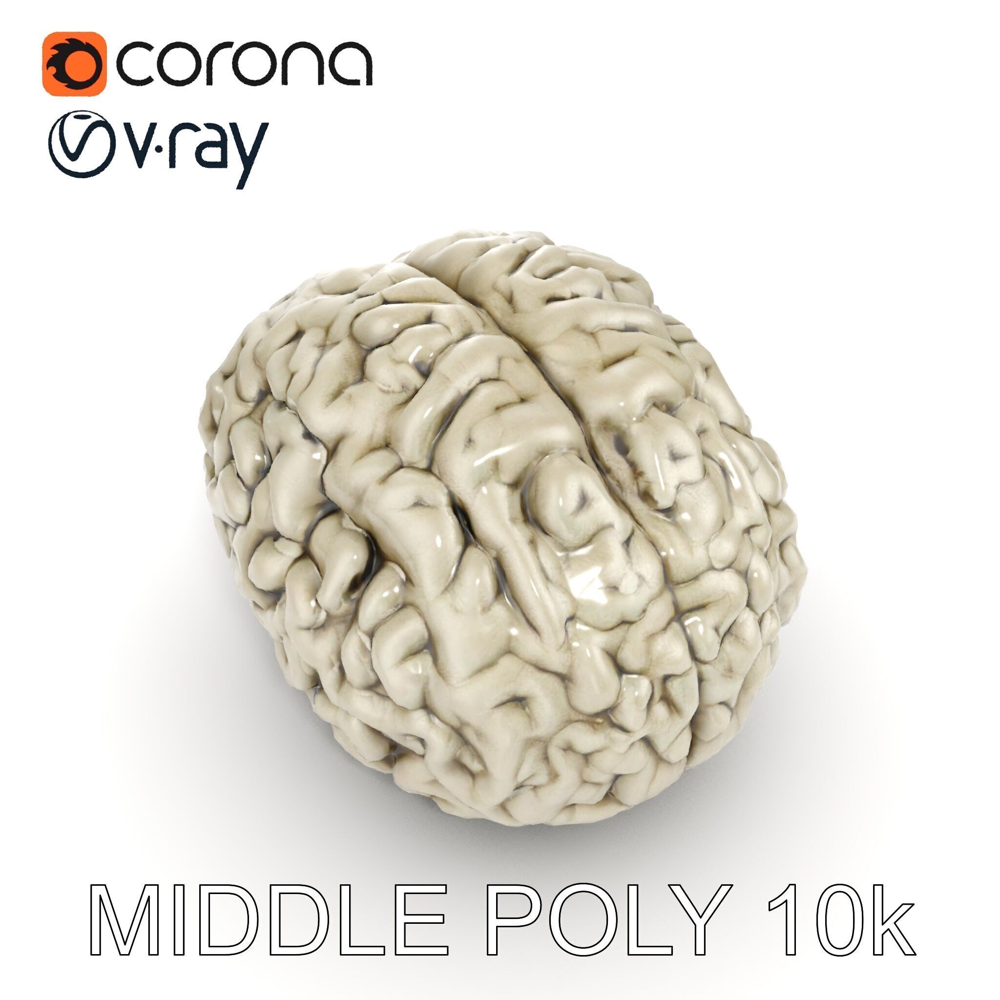 Realistic Human Brain D Model Pack Low-poly 3D model_22