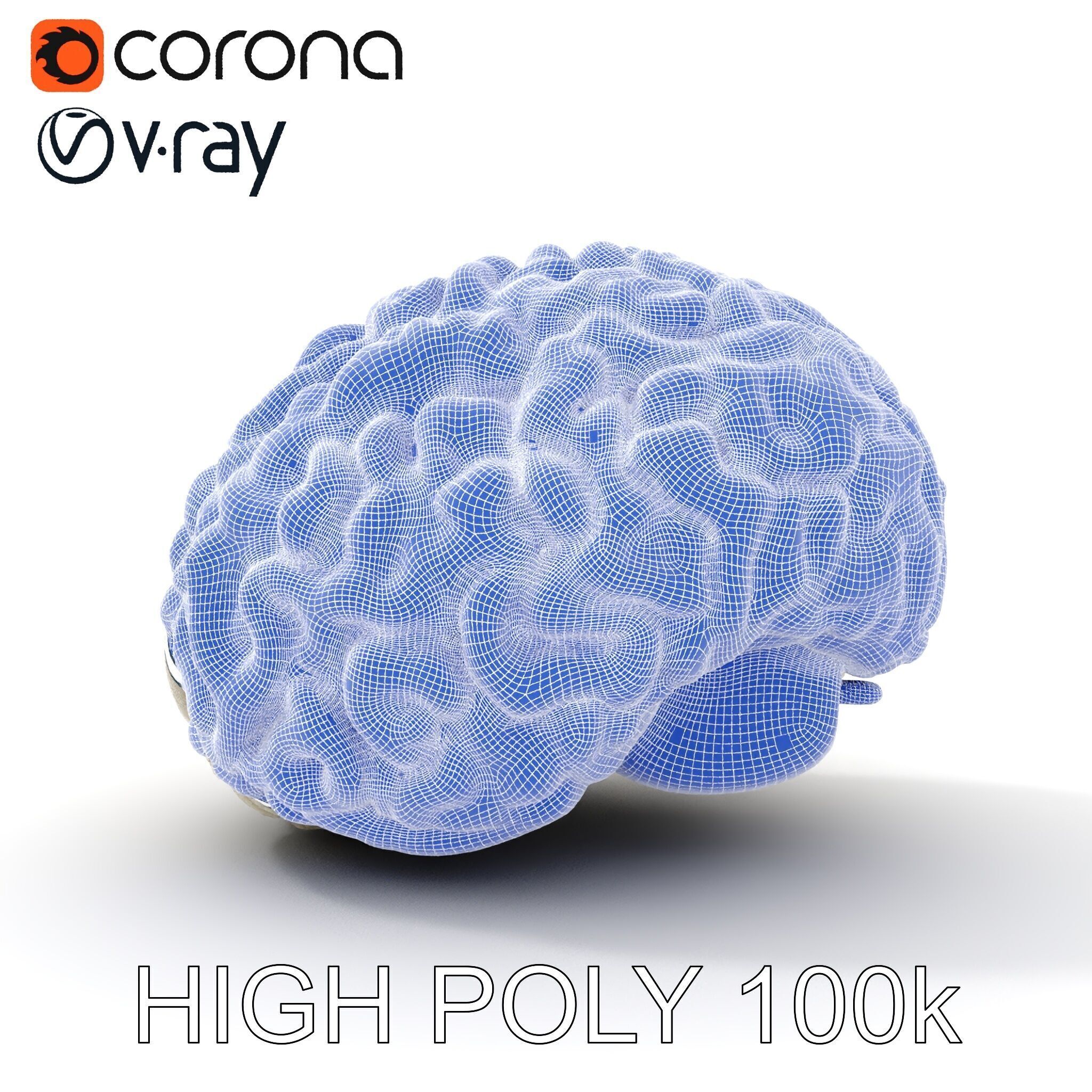 Realistic Human Brain D Model Pack Low-poly 3D model_32