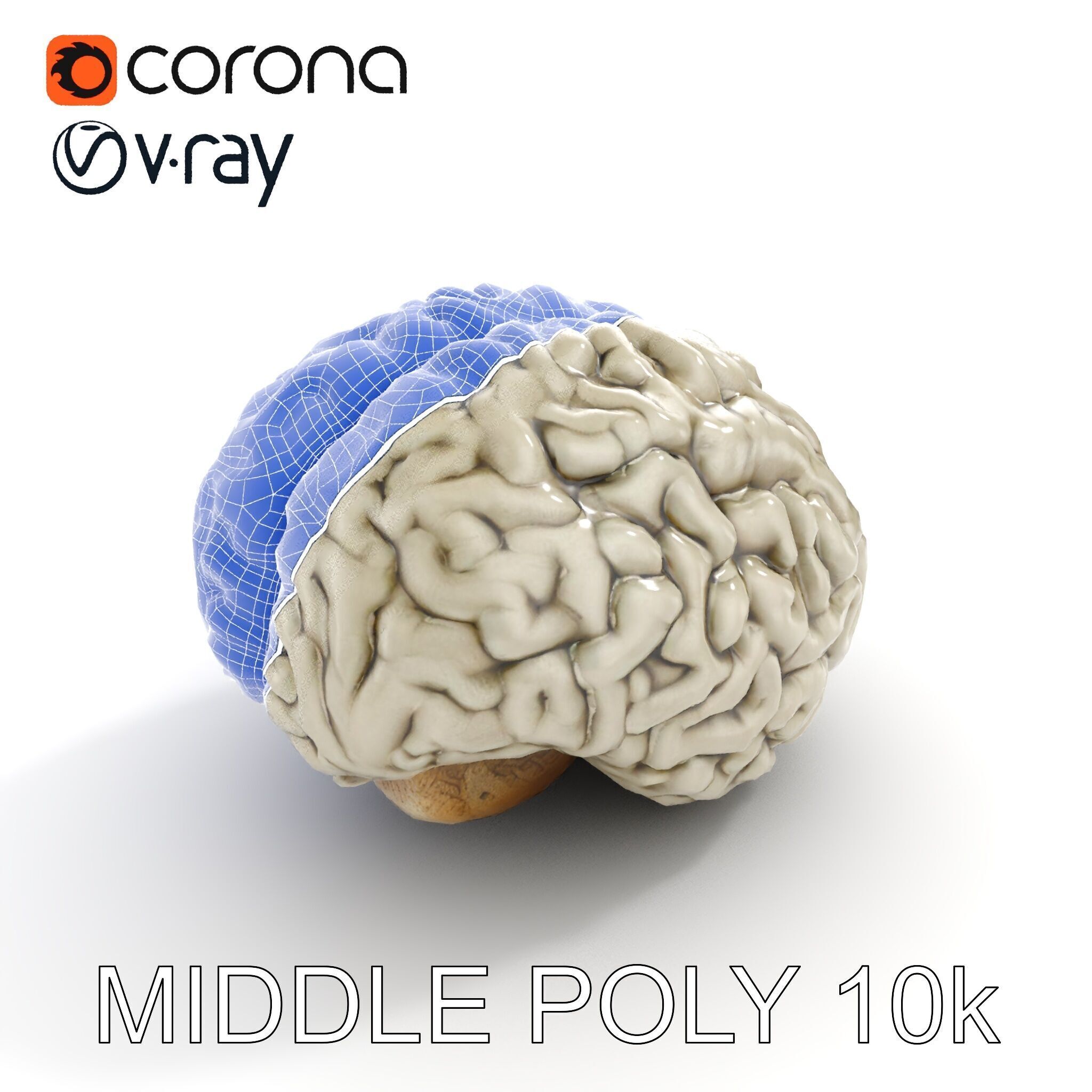 Realistic Human Brain D Model Pack Low-poly 3D model_14