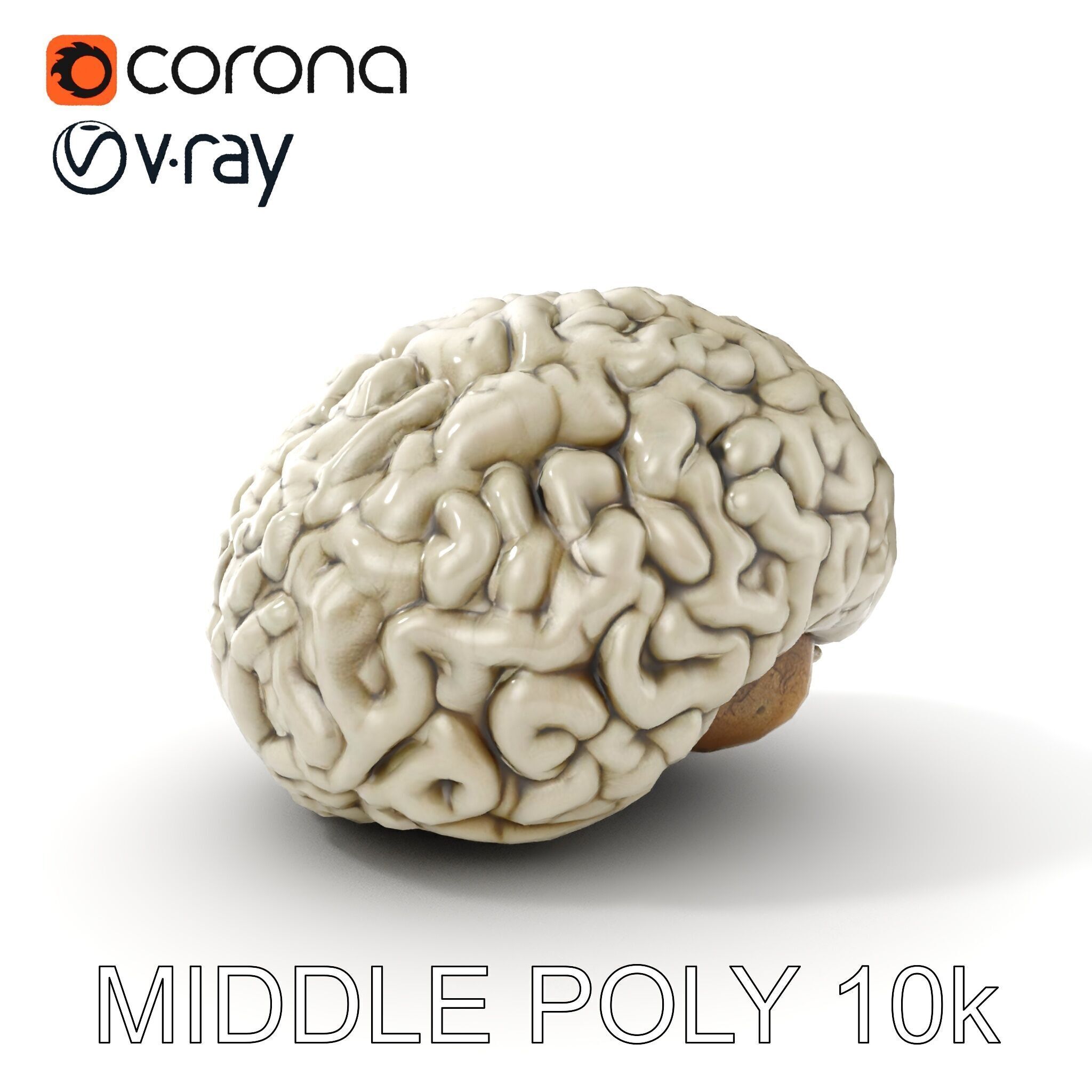 Realistic Human Brain D Model Pack Low-poly 3D model_6