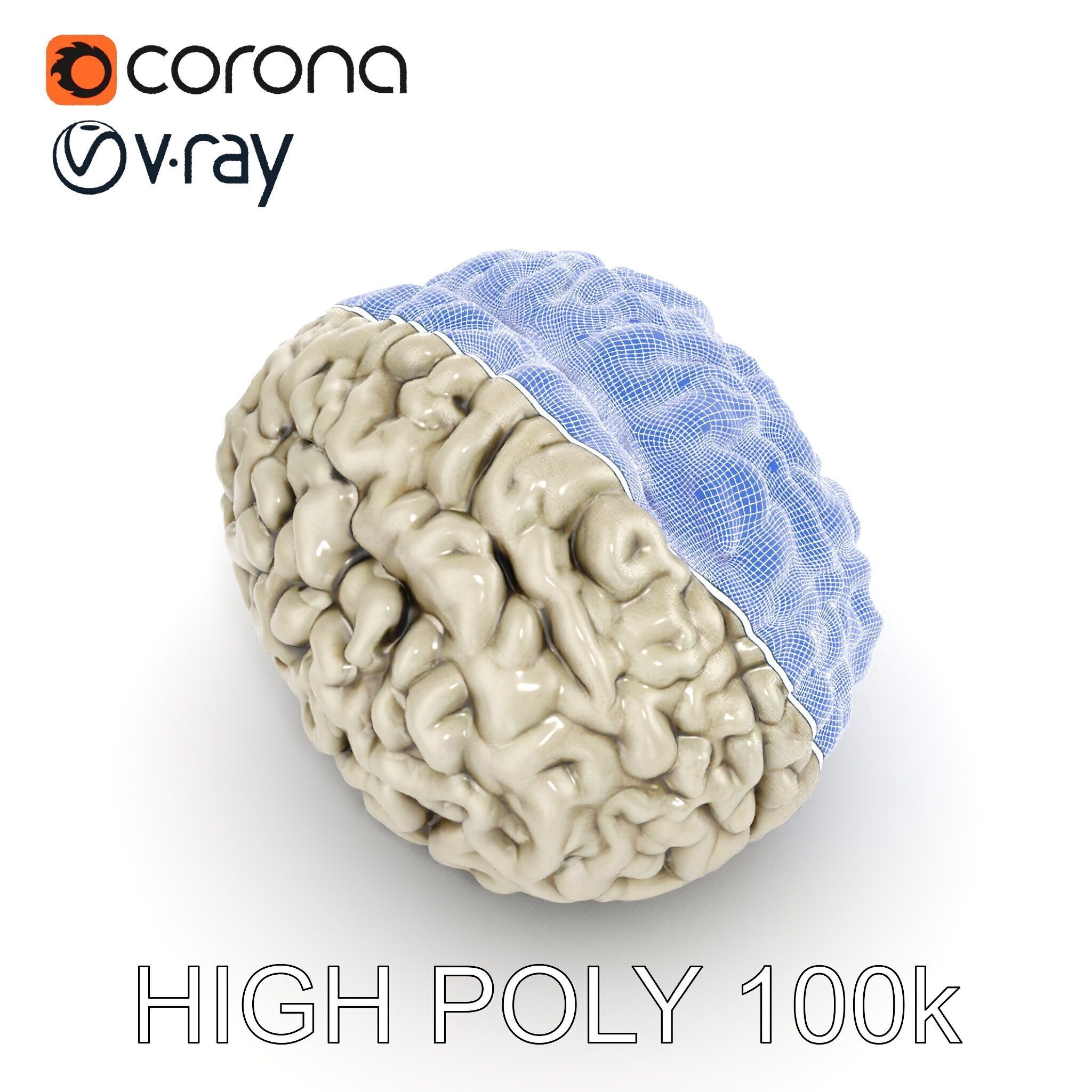 Realistic Human Brain D Model Pack Low-poly 3D model_29