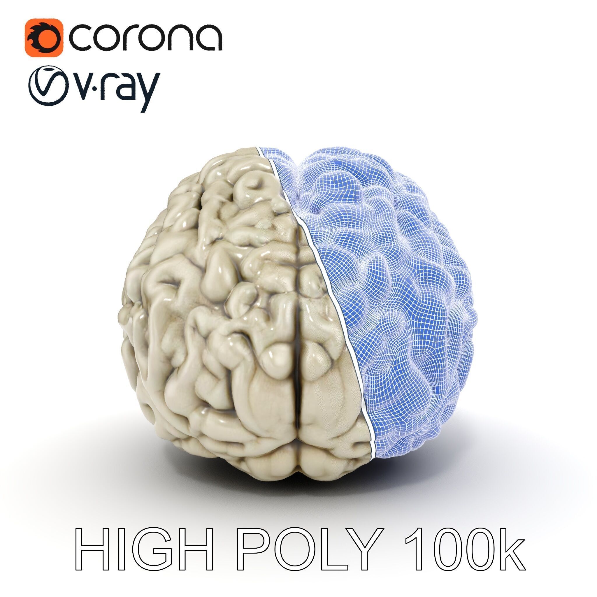 Realistic Human Brain D Model Pack Low-poly 3D model_35