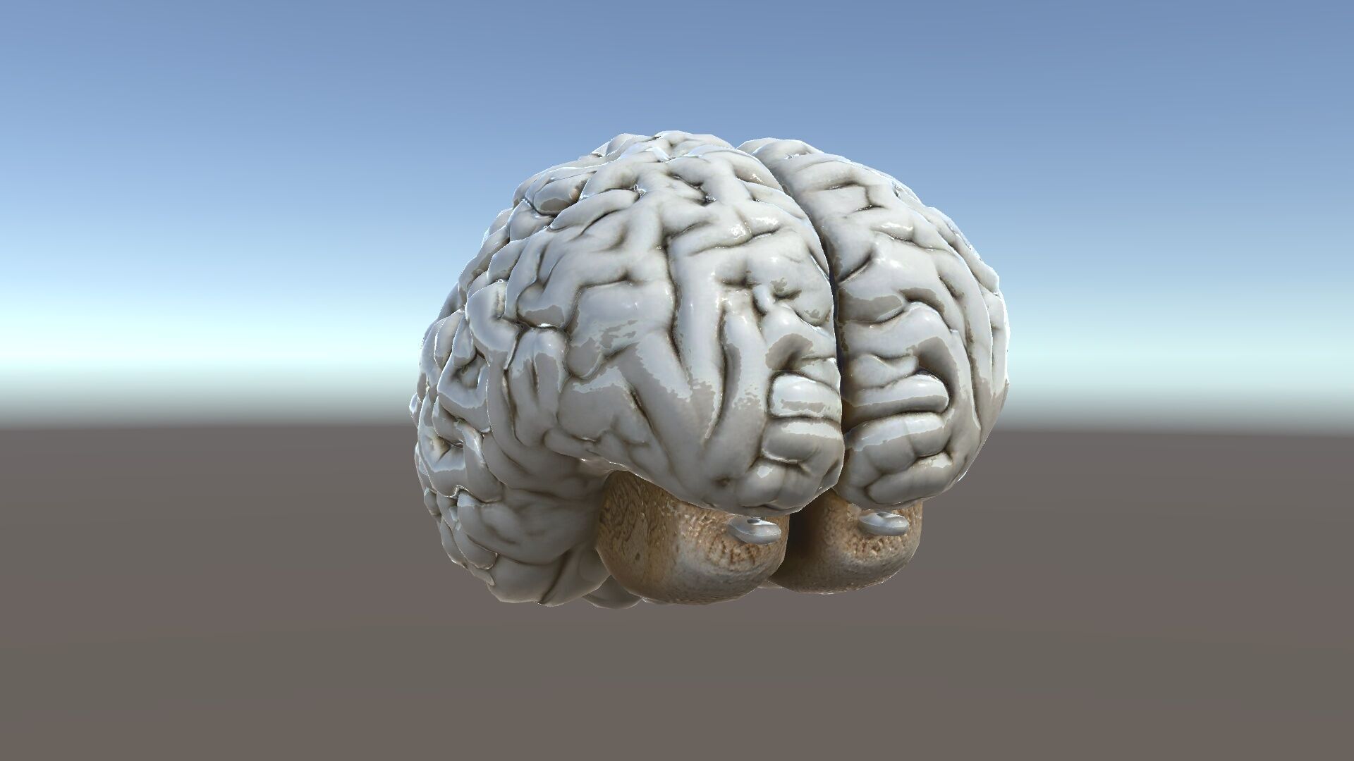 Realistic Human Brain D Model Pack Low-poly 3D model_33