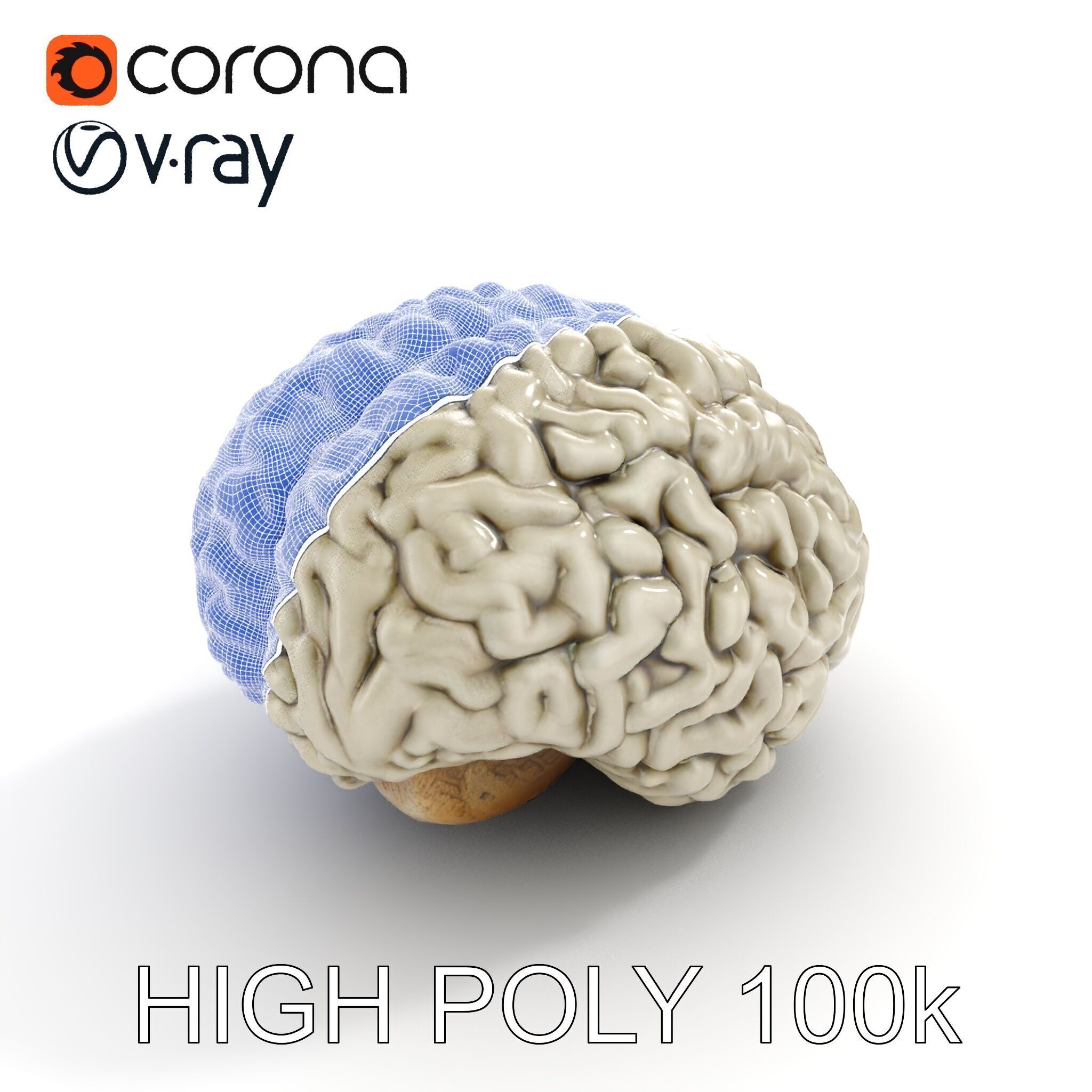 Realistic Human Brain D Model Pack Low-poly 3D model_26