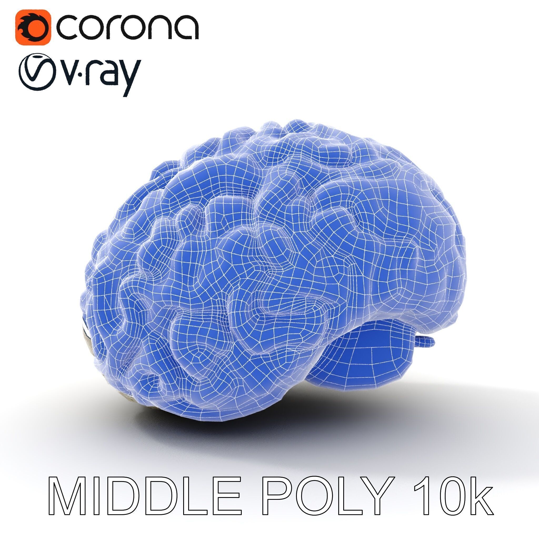 Realistic Human Brain D Model Pack Low-poly 3D model_24