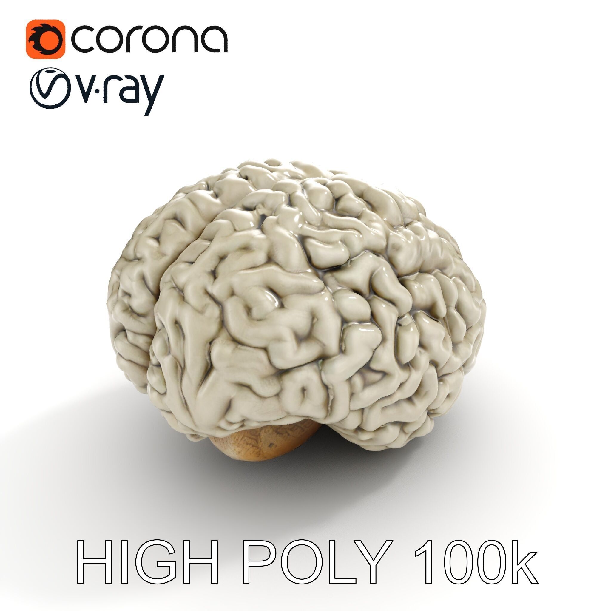 Realistic Human Brain D Model Pack Low-poly 3D model_18