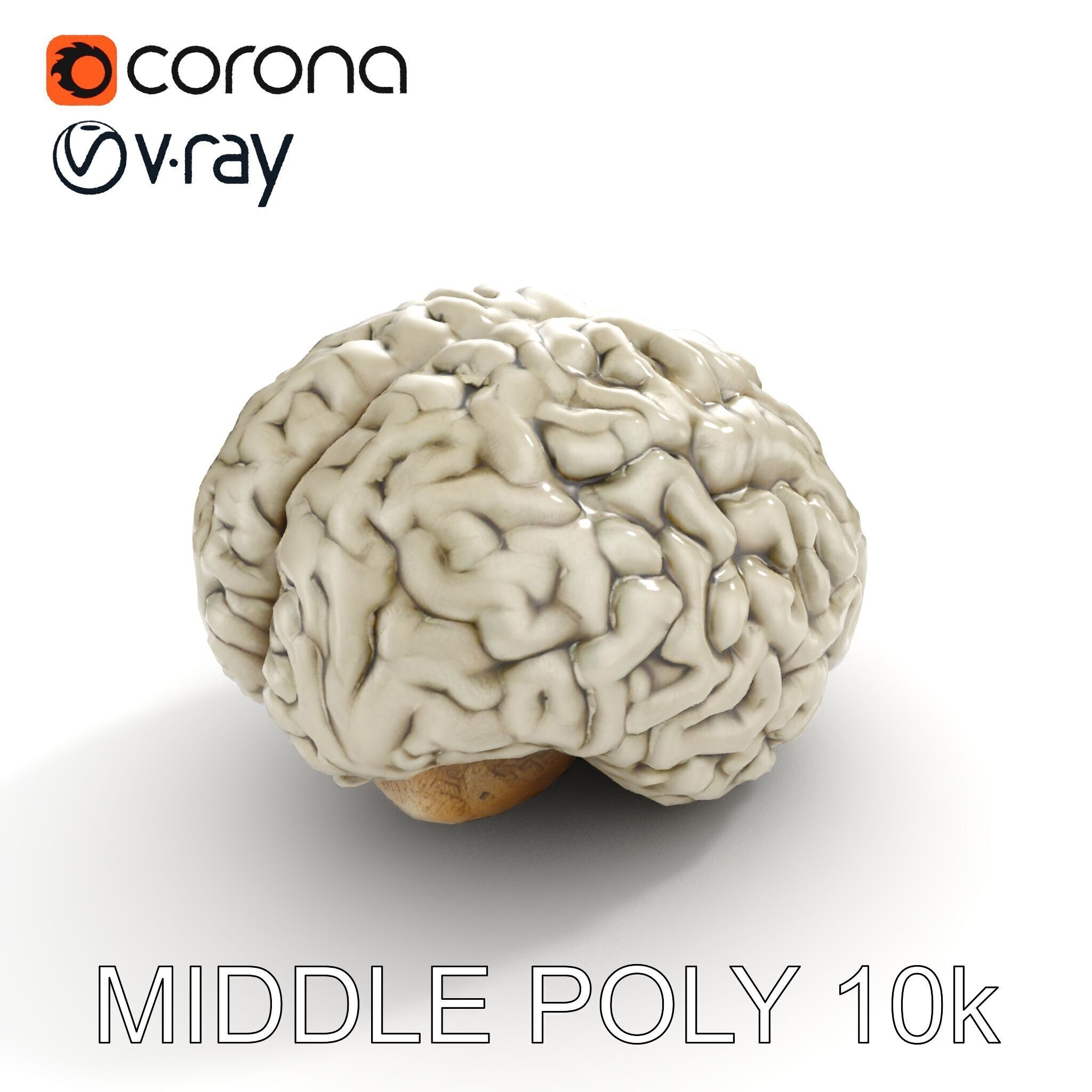 Realistic Human Brain D Model Pack Low-poly 3D model_19