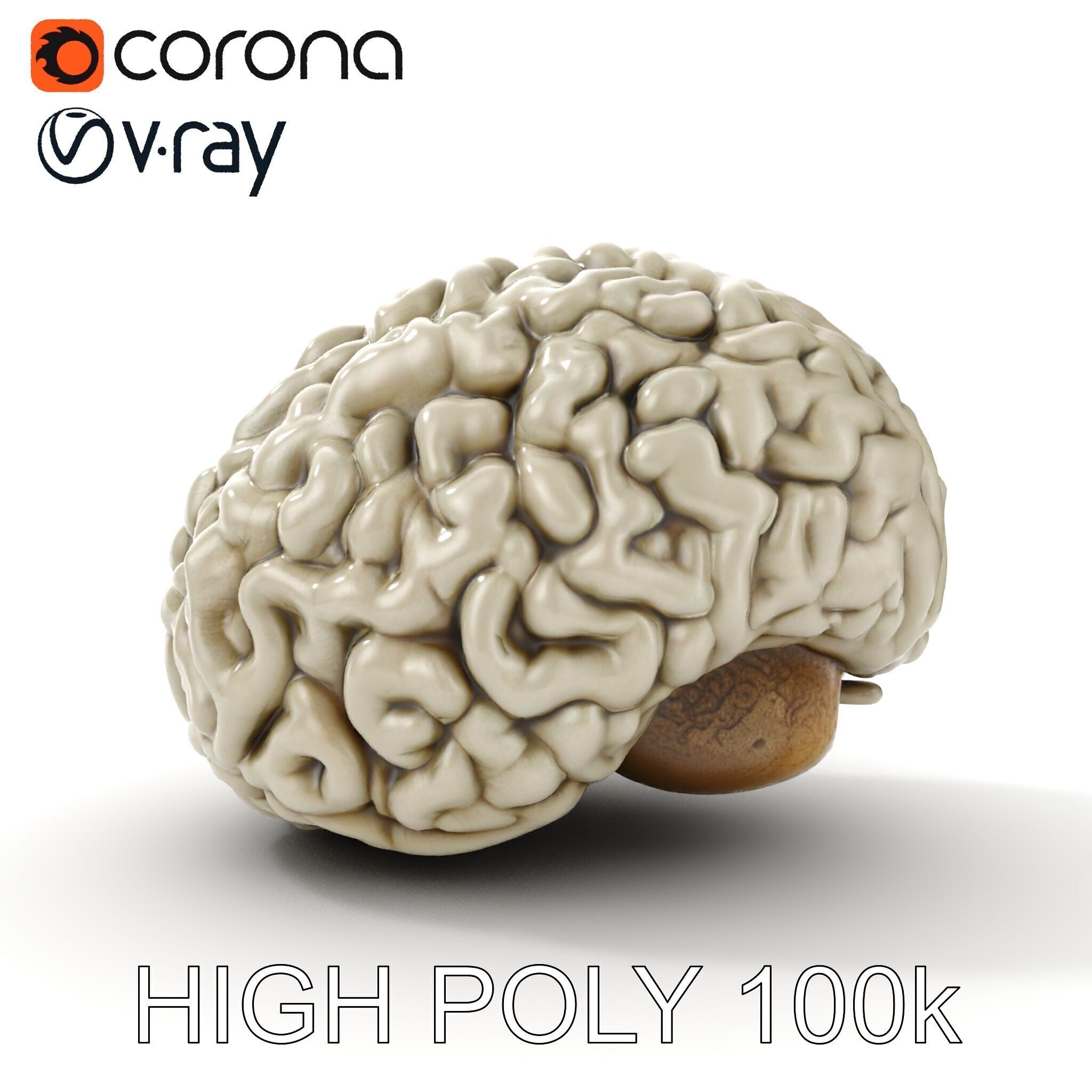 Realistic Human Brain D Model Pack Low-poly 3D model_21