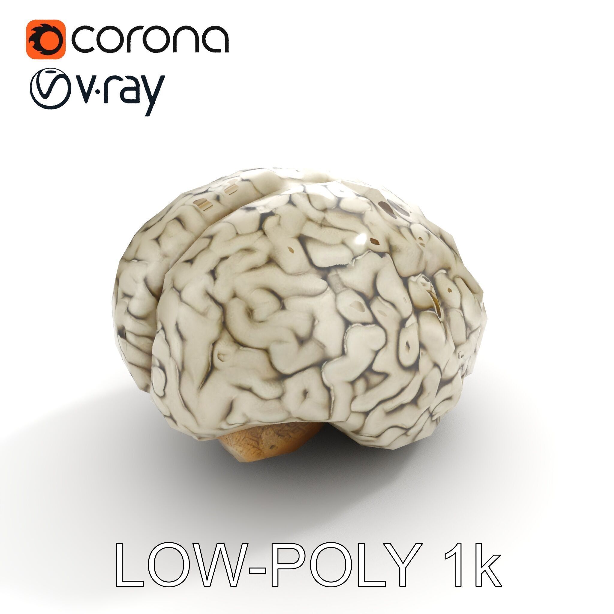 Realistic Human Brain D Model Pack Low-poly 3D model_20