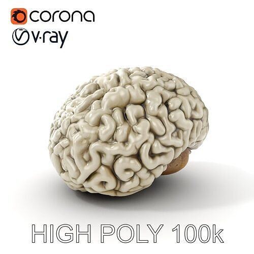 Realistic Human Brain D Model Pack Low-poly 3D model