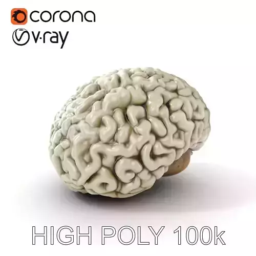 Realistic Human Brain D Model Pack Low-poly 3D model