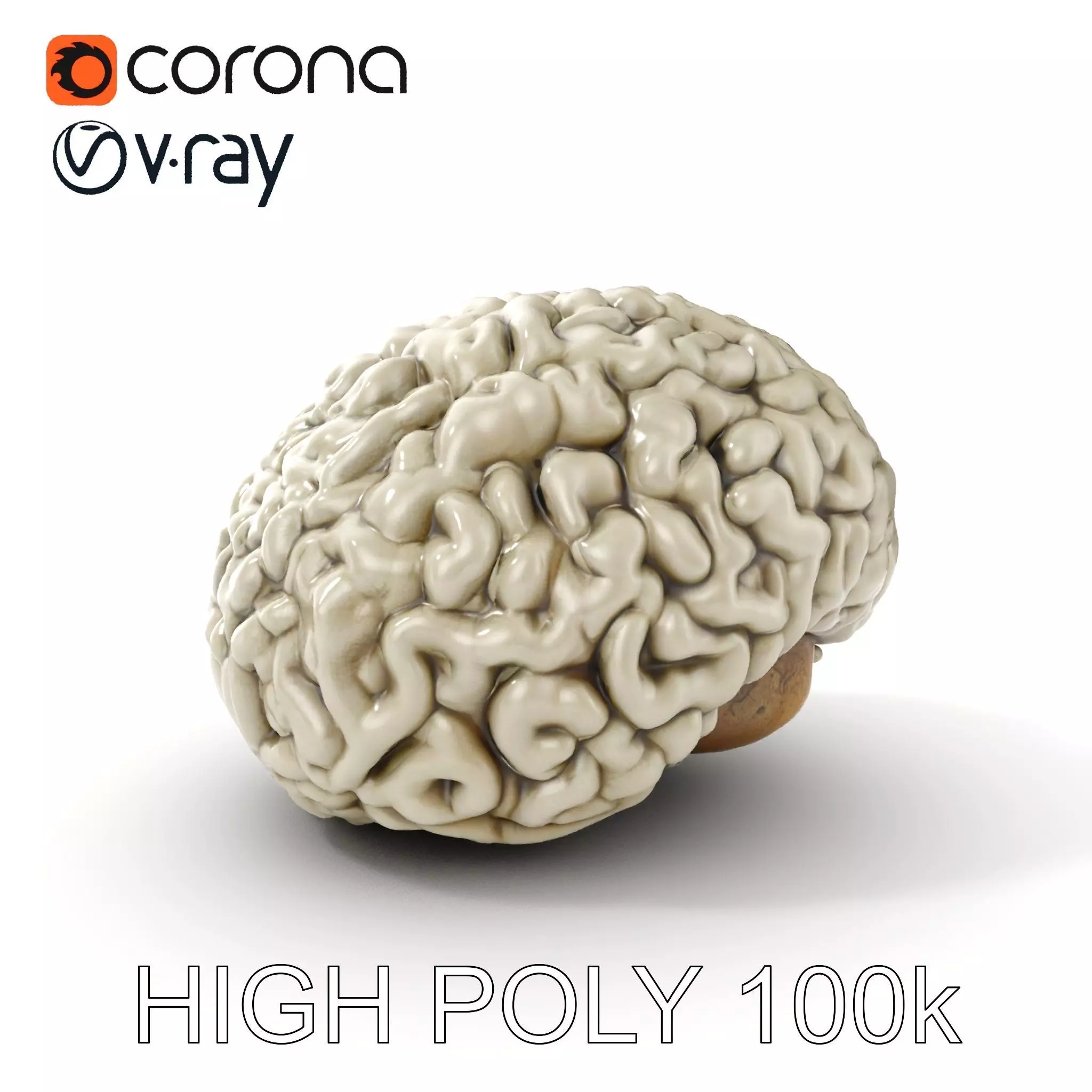 Realistic Human Brain D Model Pack Low-poly 3D model_0