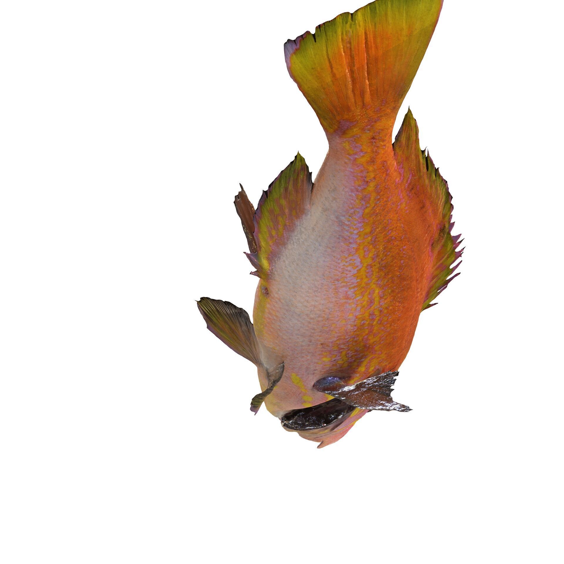 RED FISH DOWNLOAD SALMON TUNA SEA OCEAN 3D print model_6