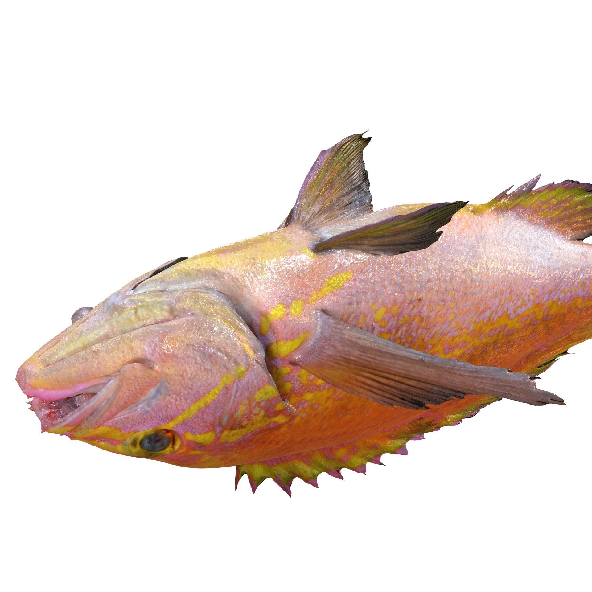 RED FISH DOWNLOAD SALMON TUNA SEA OCEAN 3D print model_9