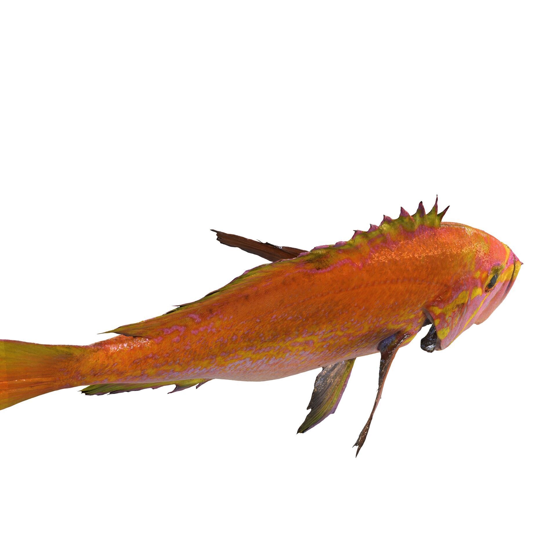 RED FISH DOWNLOAD SALMON TUNA SEA OCEAN 3D print model_5