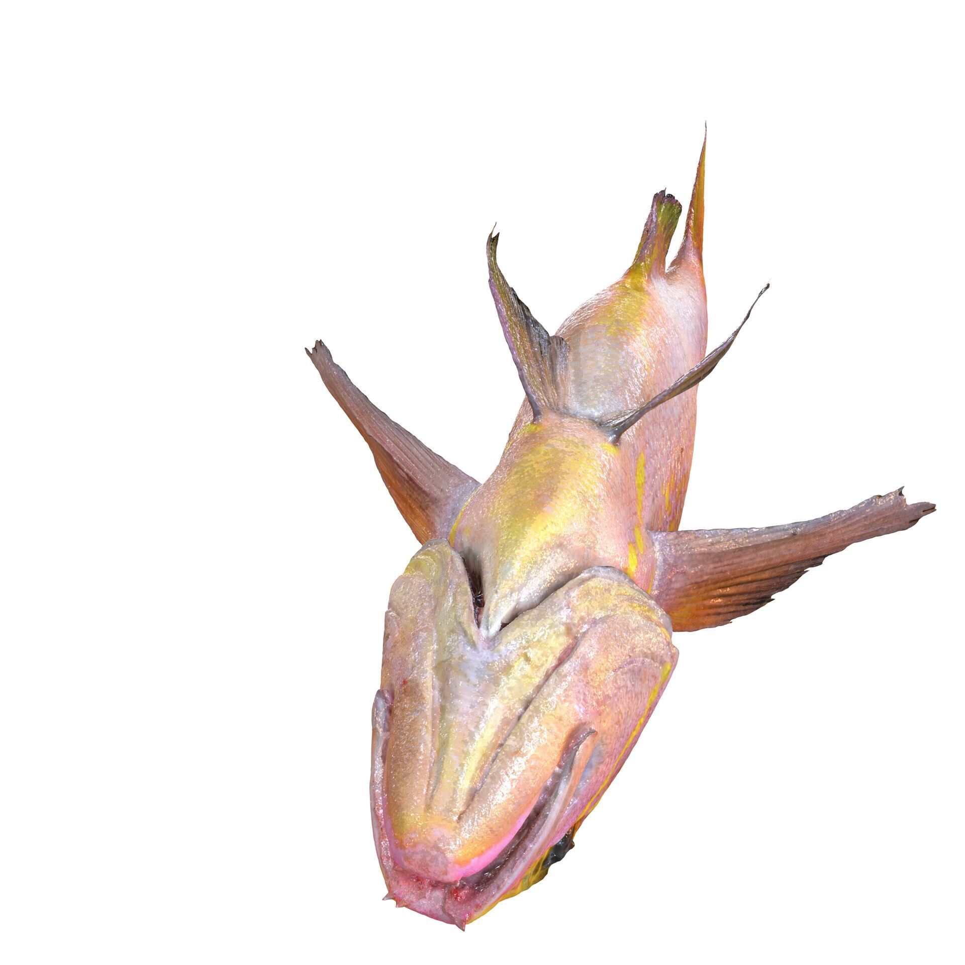 RED FISH DOWNLOAD SALMON TUNA SEA OCEAN 3D print model_2