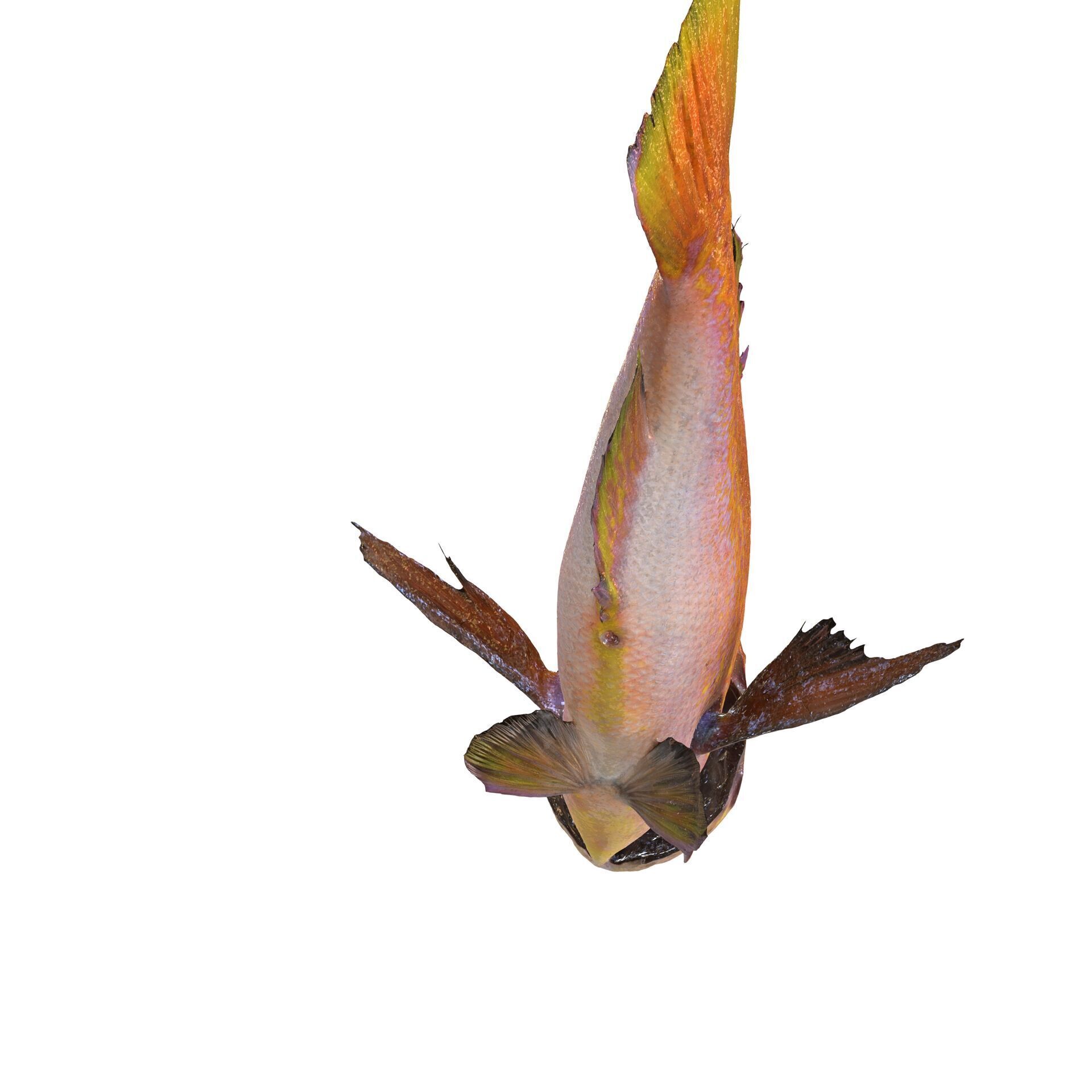 RED FISH DOWNLOAD SALMON TUNA SEA OCEAN 3D print model_7