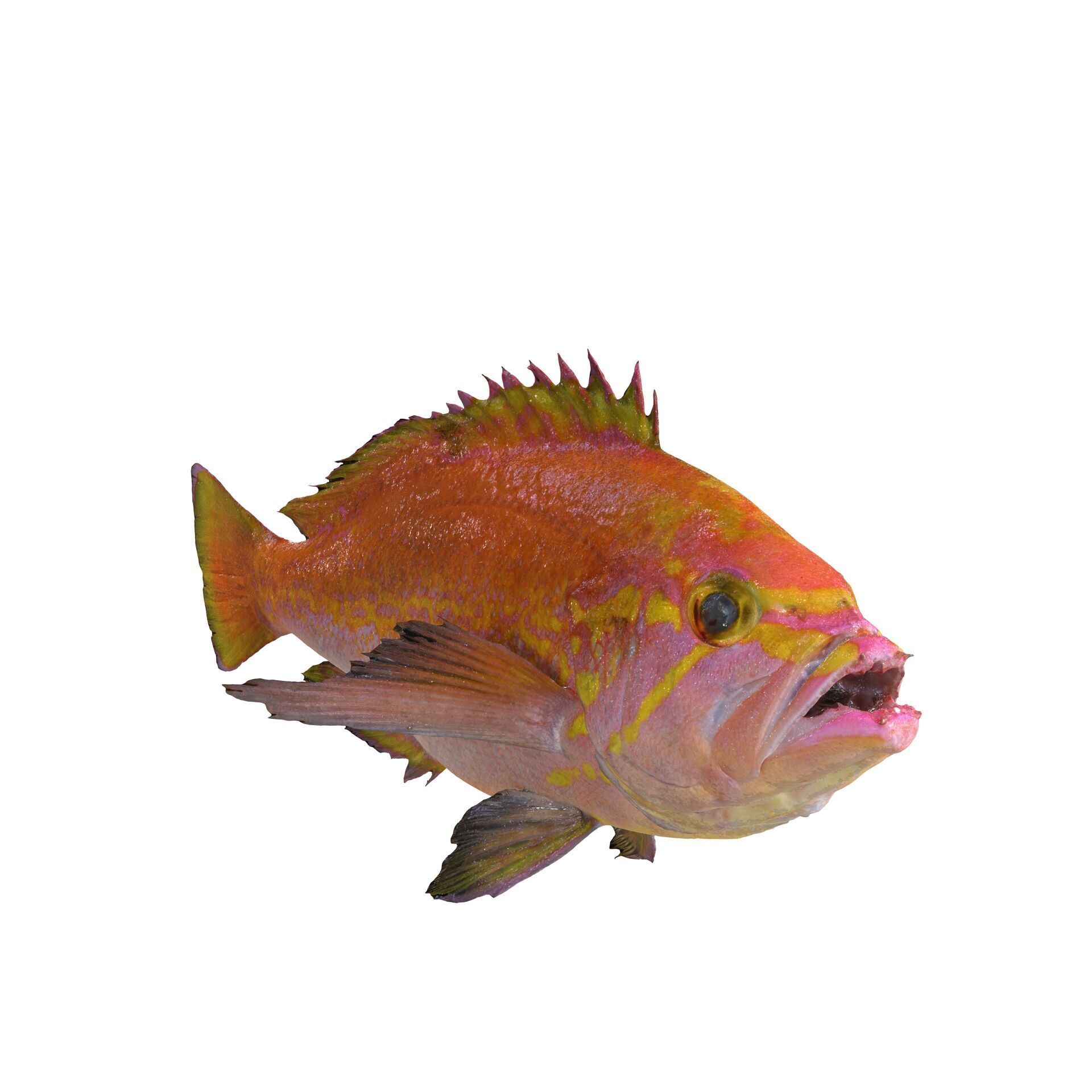RED FISH DOWNLOAD SALMON TUNA SEA OCEAN 3D print model_3