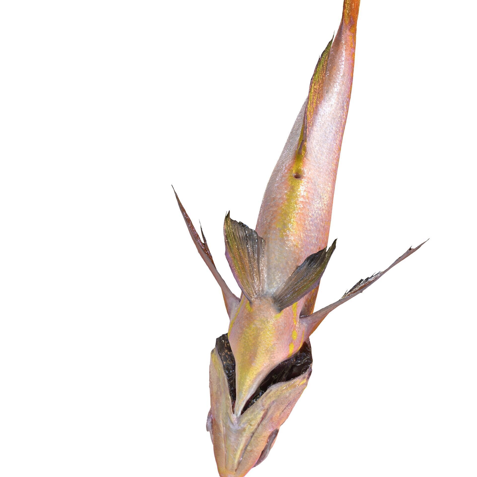 RED FISH DOWNLOAD SALMON TUNA SEA OCEAN 3D print model_8