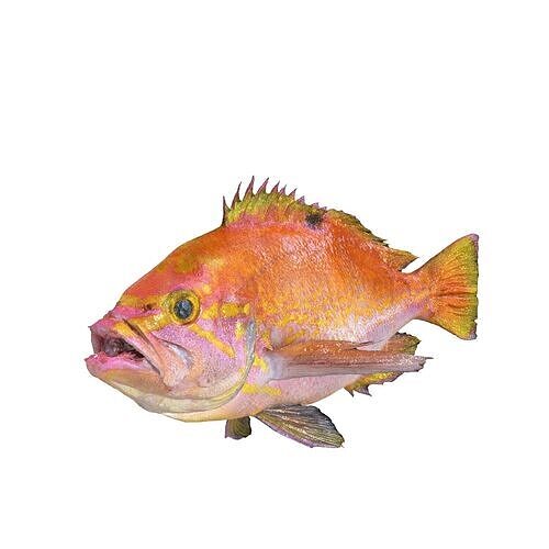 RED FISH DOWNLOAD SALMON TUNA SEA OCEAN 3D print model