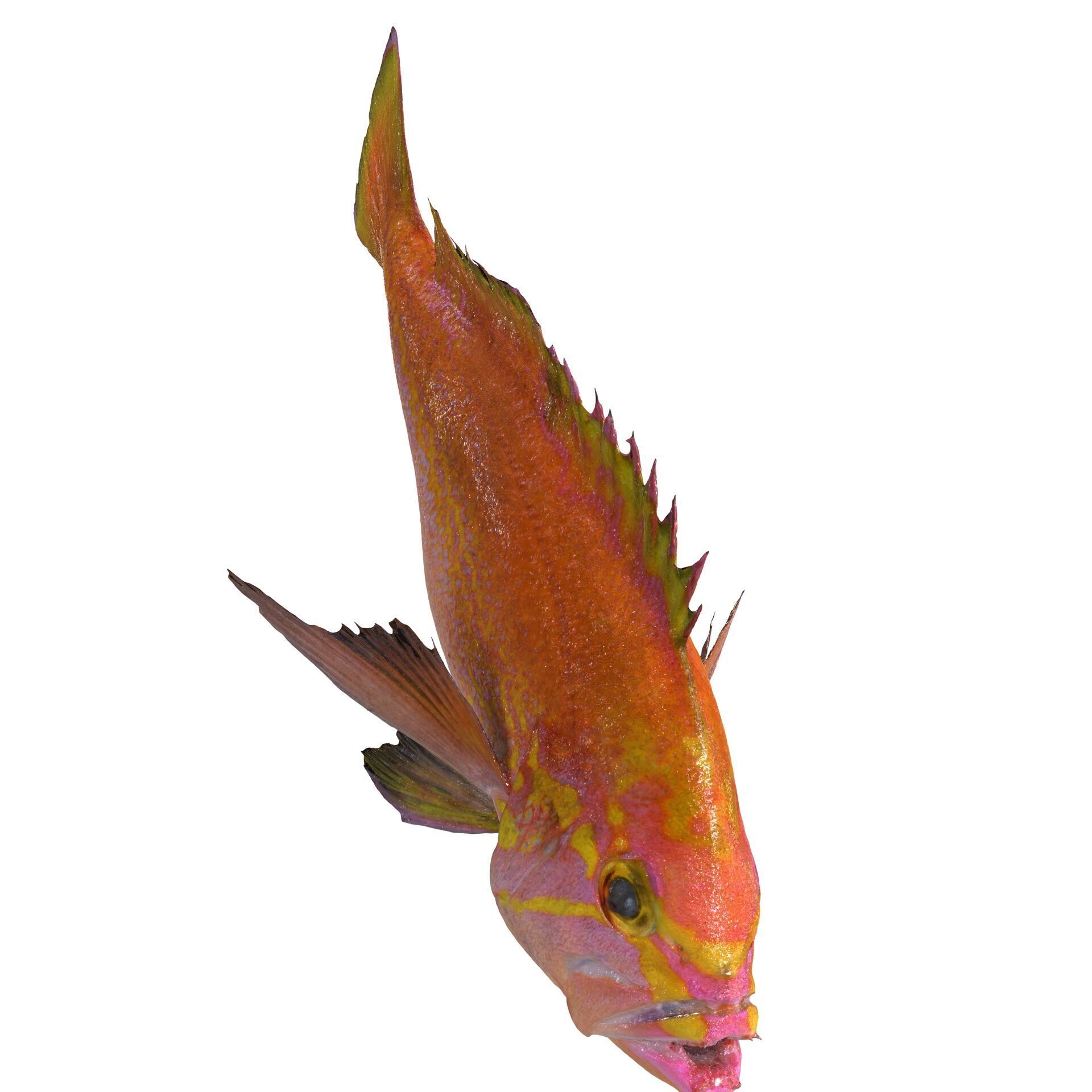 RED FISH DOWNLOAD SALMON TUNA SEA OCEAN 3D print model_4