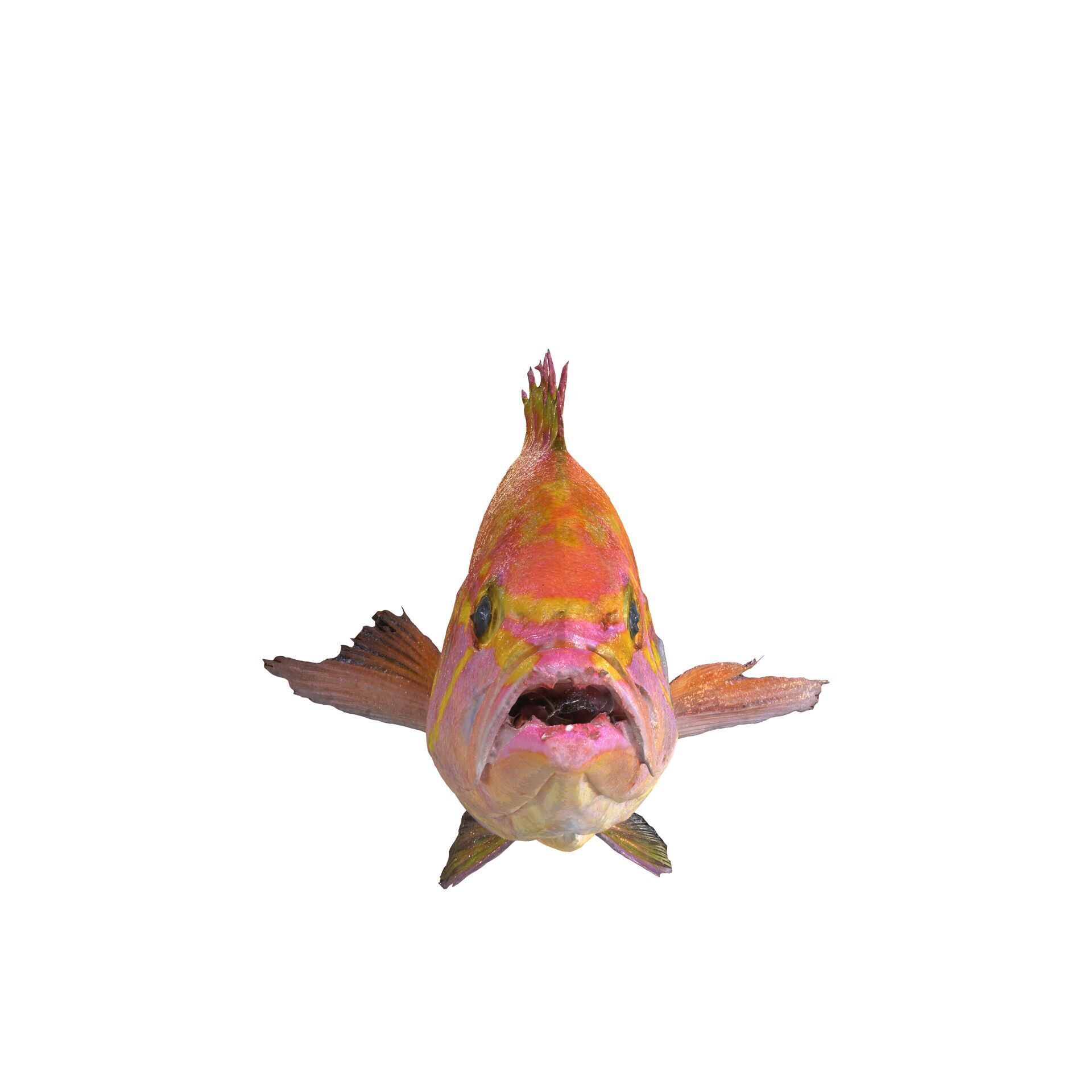 RED FISH DOWNLOAD SALMON TUNA SEA OCEAN 3D print model_1