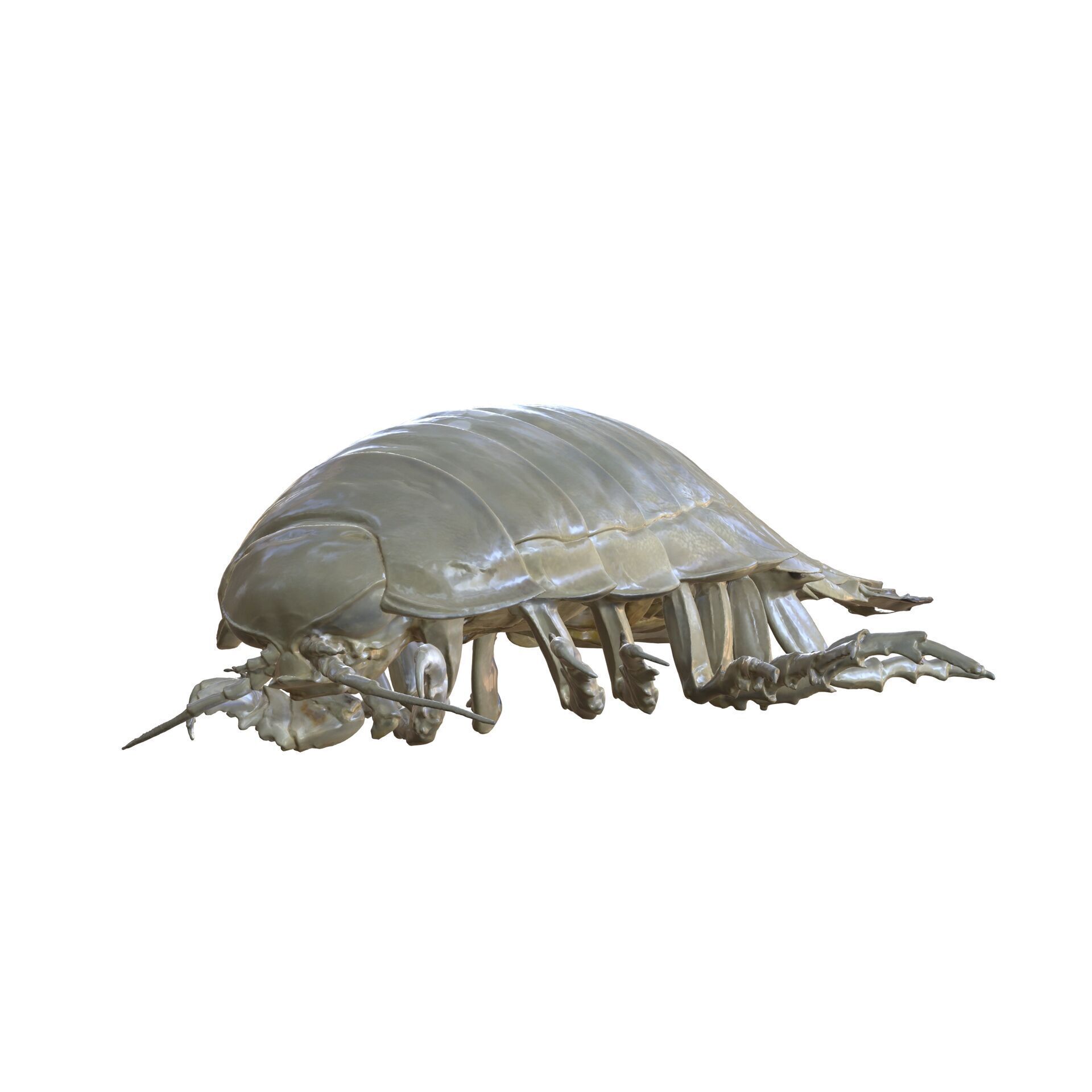 Sandcrab 3Dscan INSECT 3D MODEL ANT BEETLE 3D print model_4