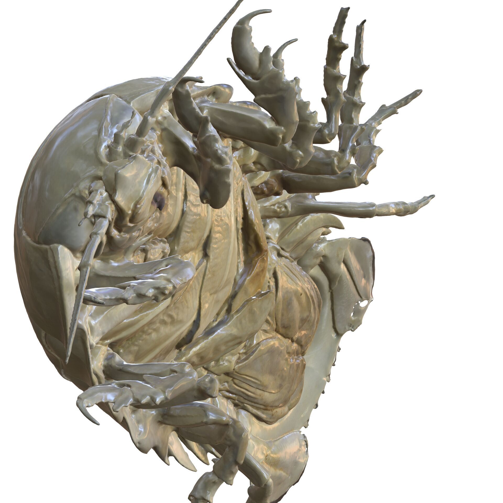 Sandcrab 3Dscan INSECT 3D MODEL ANT BEETLE 3D print model_7