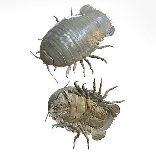 Sandcrab 3Dscan INSECT 3D MODEL ANT BEETLE 3D print model