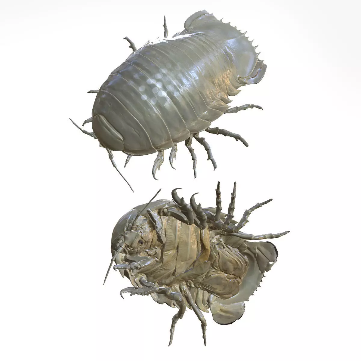 Sandcrab 3Dscan INSECT 3D MODEL ANT BEETLE 3D print model_0